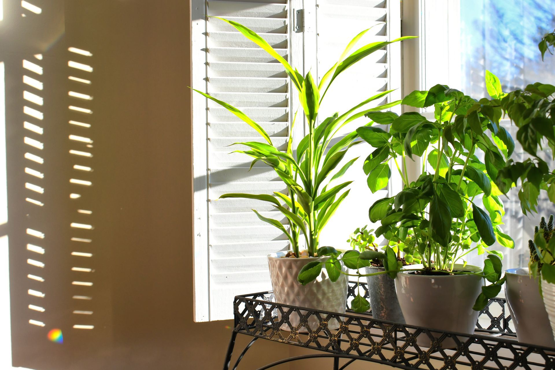 Potted green houseplants on a metal table by a sunlit window with blinds Potted green houseplants on a metal table by a sunlit window with blinds