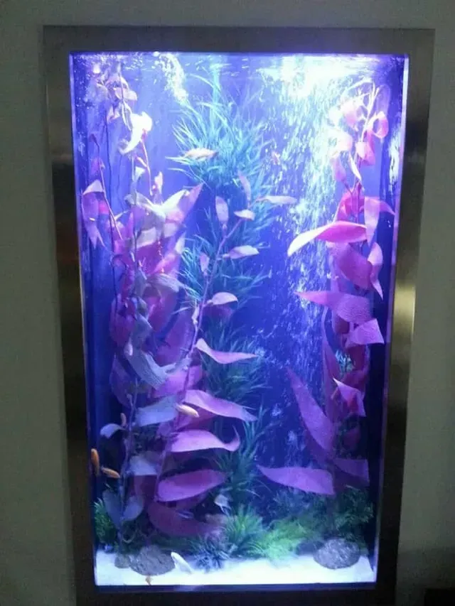 A large aquarium filled with lots of fish and plants