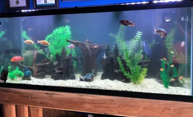 A fish tank filled with fish and plants.