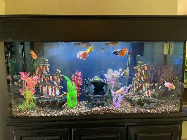 A large fish tank filled with lots of fish and decorations. A large fish tank filled with lots of fish and decorations.