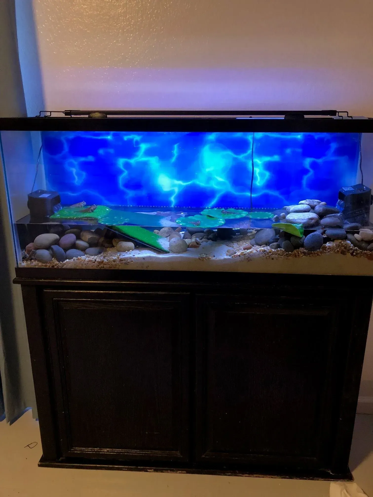 A large aquarium with a blue background and a turtle in it.