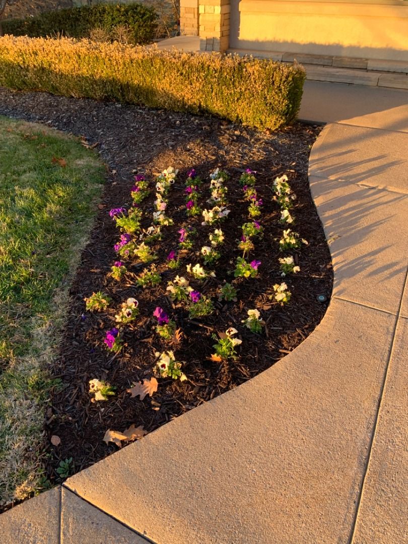 Flower bed with white and purple blooms, dark mulch, bordering a sidewalk and lawn.