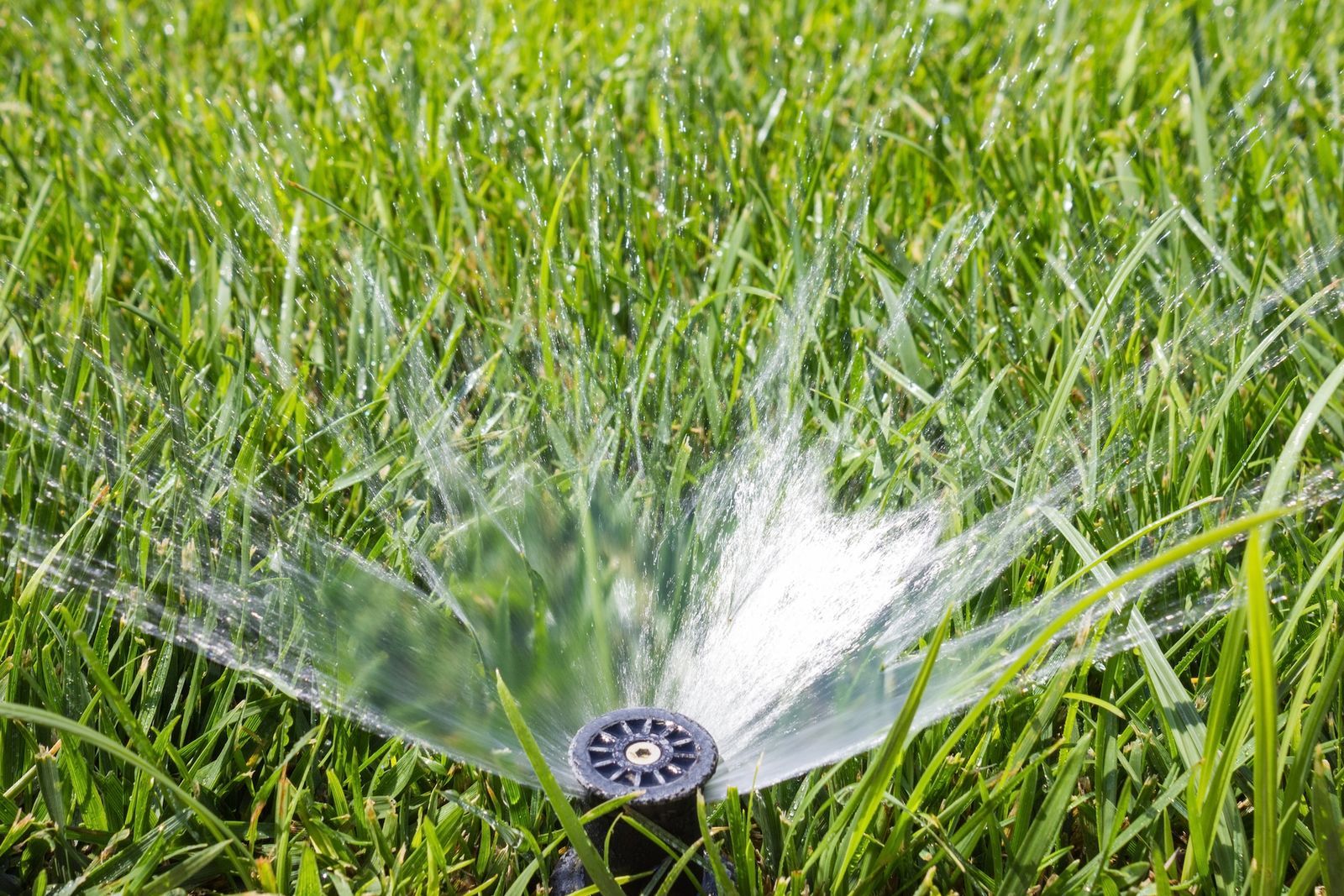 Sprinkler watering a lush green lawn. Water streams out in a circular pattern.