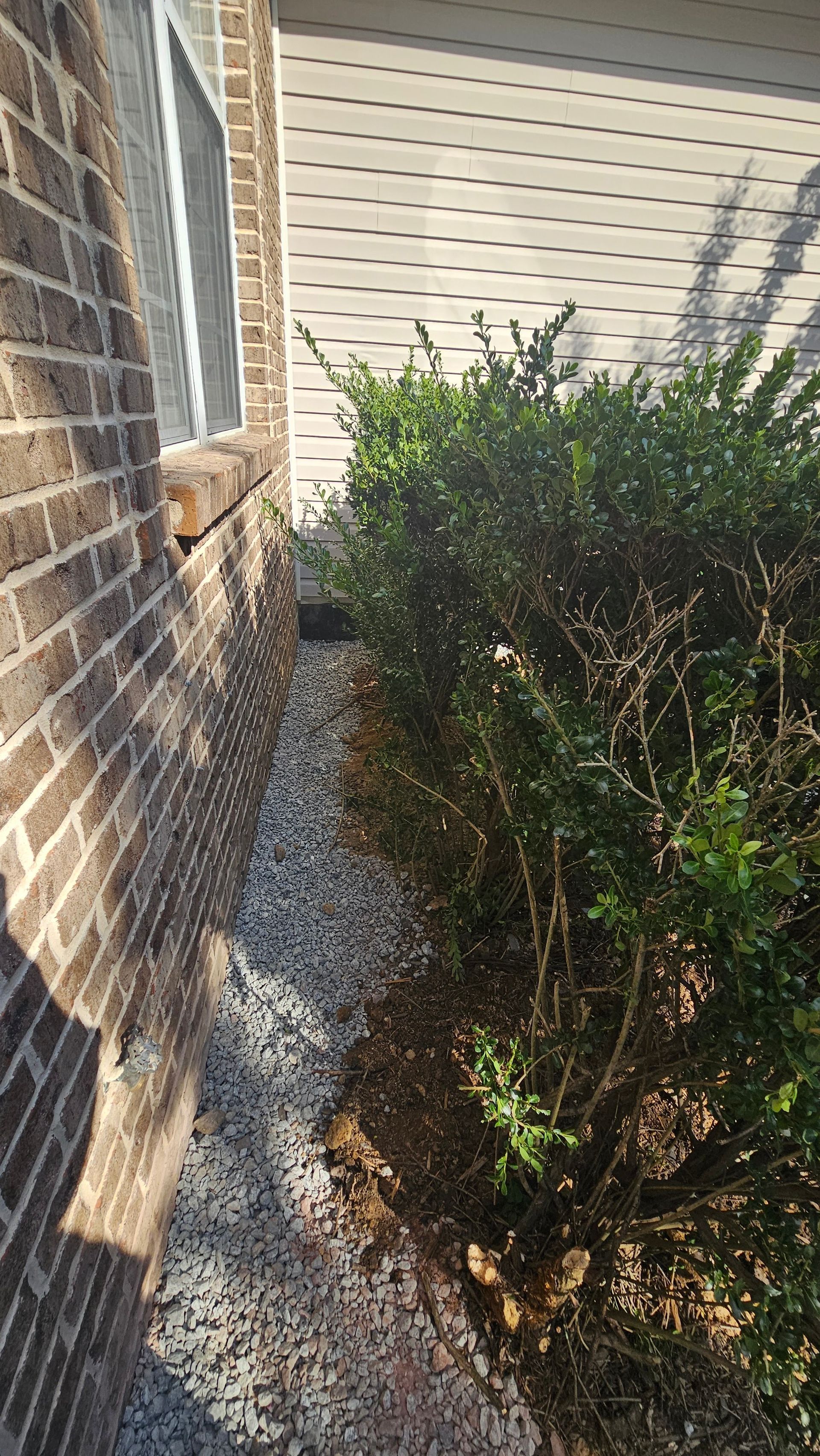 Brick house wall beside white siding and dense green shrubs in a narrow side yard.