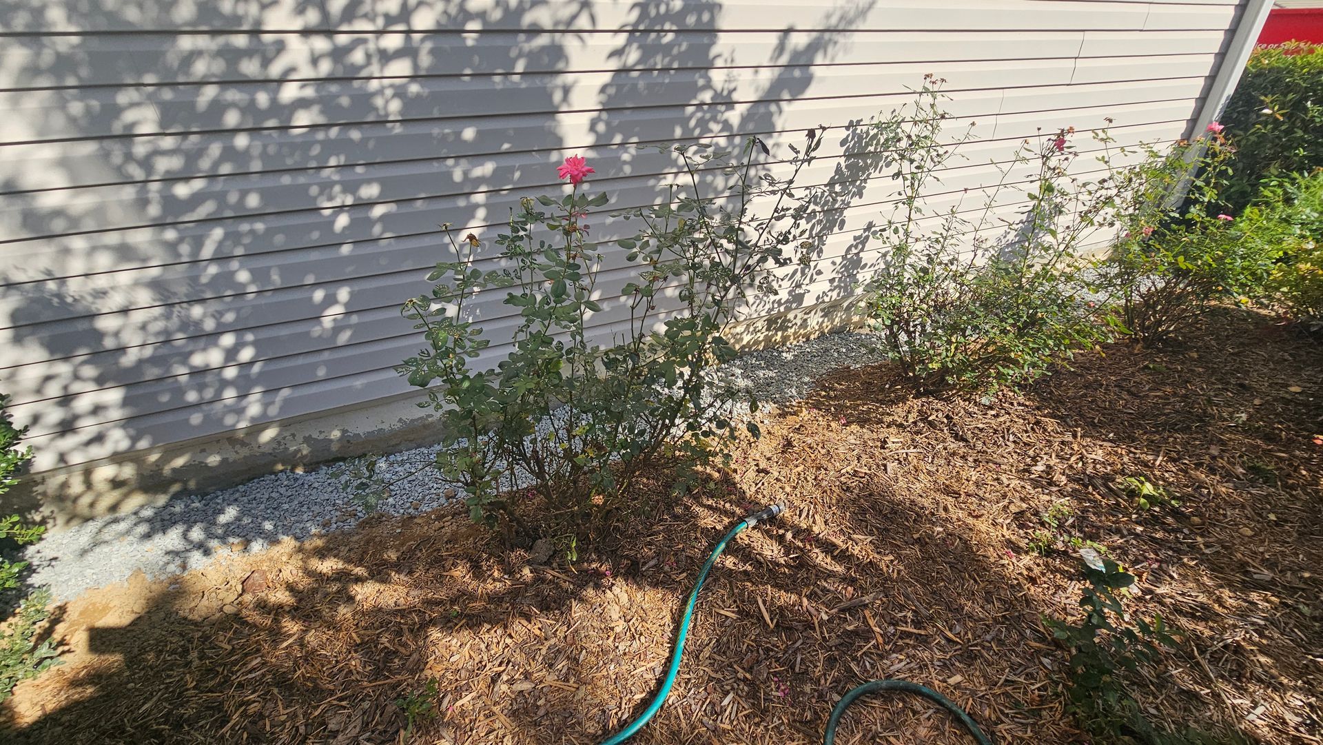 Hose on mulch beside a house wall with sparse shrubs and a pink flower