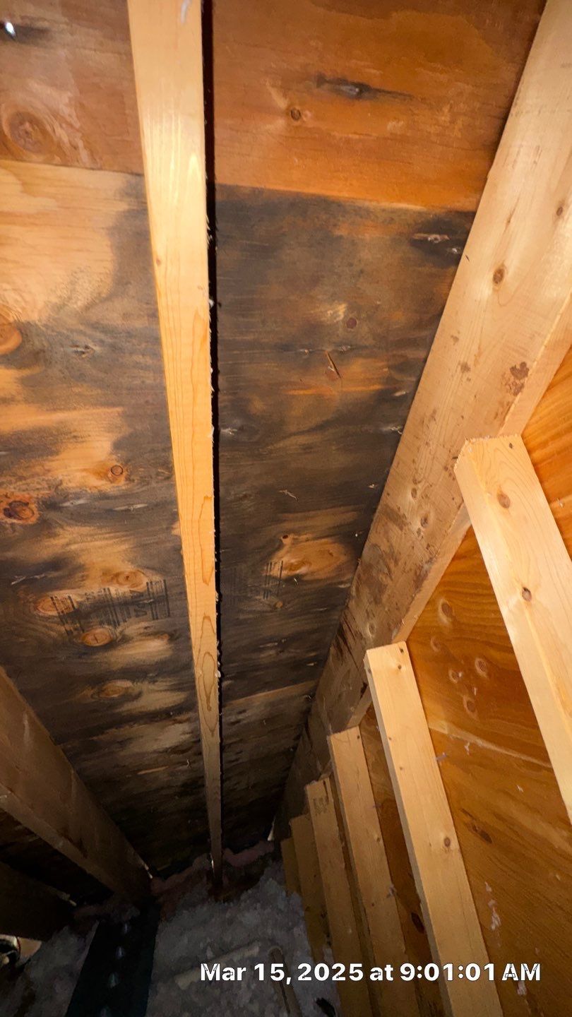Black mold on plywood in an attic. Wooden beams and structure visible.