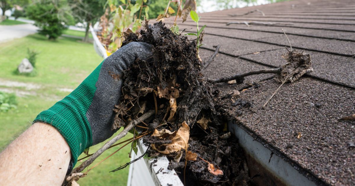 Gloved hand holding a clump of leaves and debris from a gutter on a brown shingled roof.