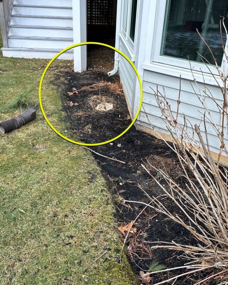 A tree stump and mulch bed next to a house with grass on the left side, stairs in the background.