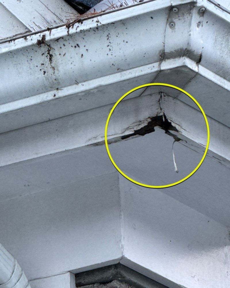 Damaged white exterior corner trim on a building, highlighted by a yellow circle.