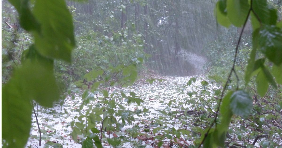 A view through foliage showing a woodland path covered in a layer of white hail during a heavy rainstorm.