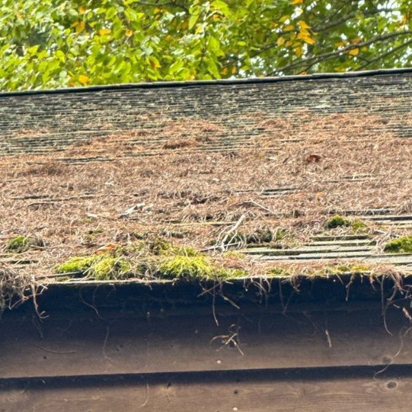 Moss and debris on an old roof, brown and green against a backdrop of green leaves.