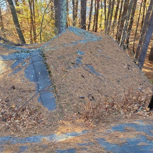 Roof covered in pine needles