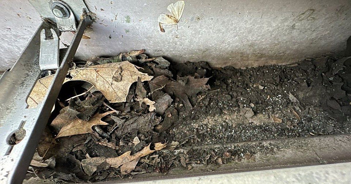 Close-up of debris, dirt, and dead leaves collected in a narrow concrete crevice.