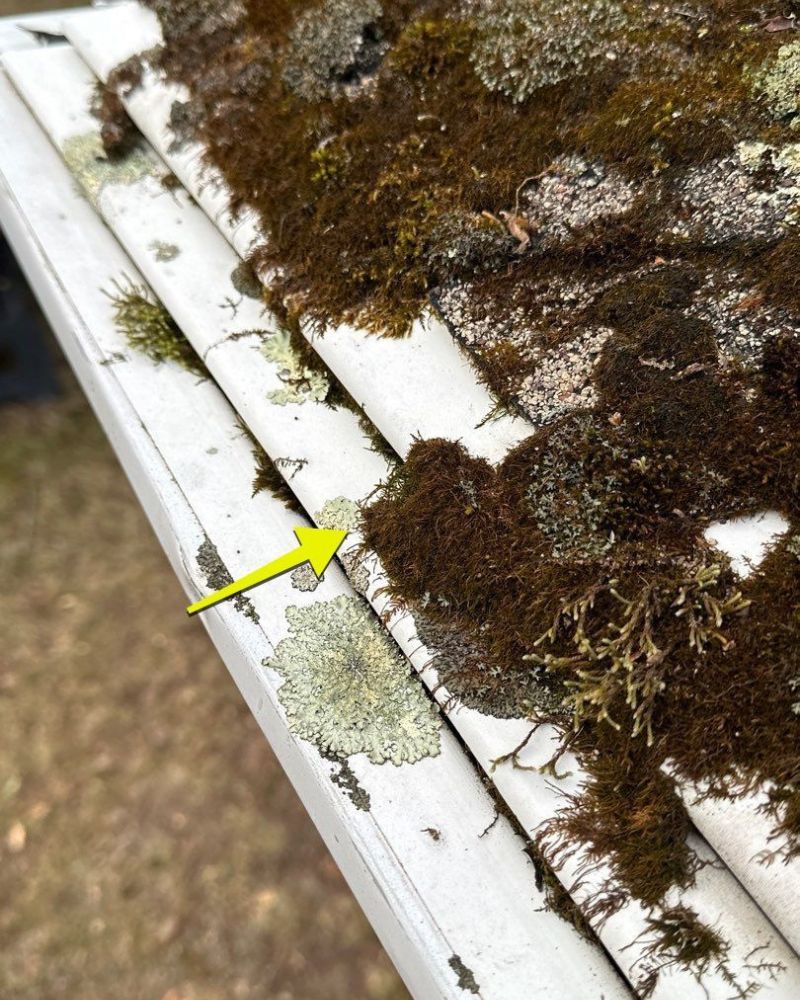 Close-up of white roof panels covered in brown moss and green lichen; a yellow arrow points to a patch of lichen.