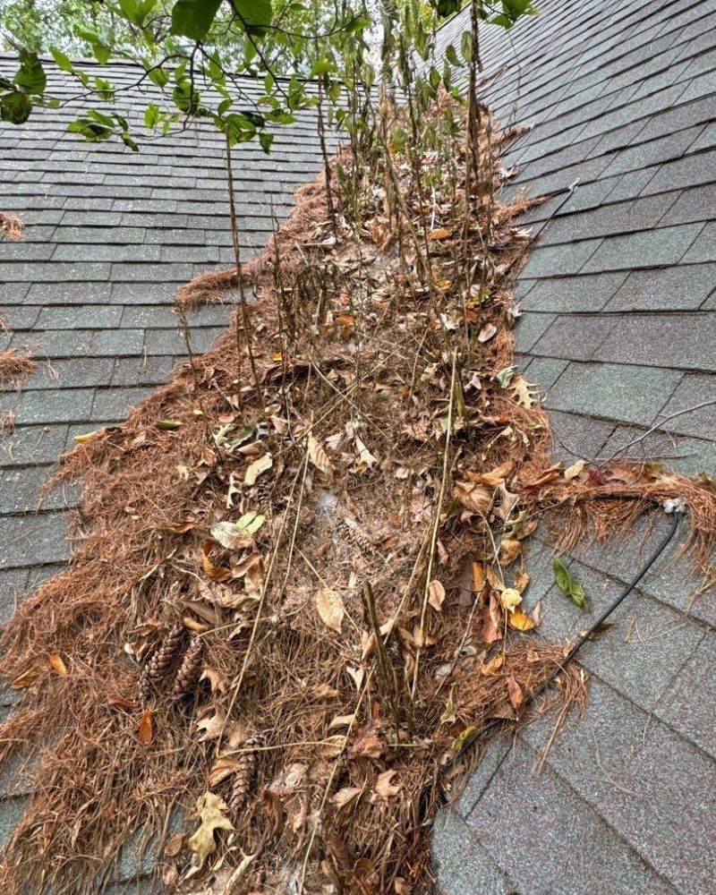 Roof covered in leaves and pine needles, near overhanging tree branches.