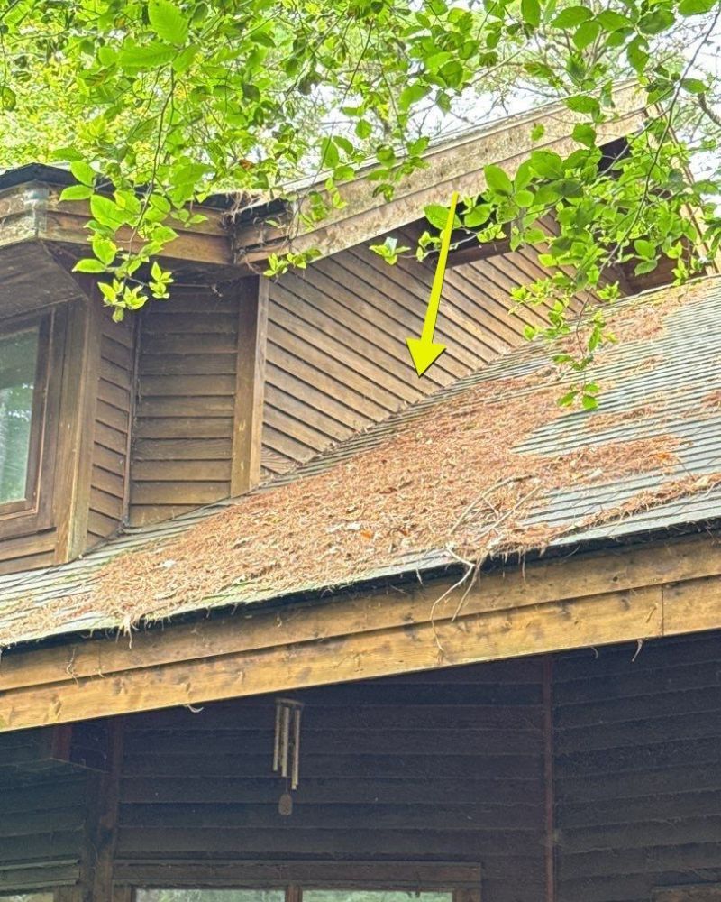 Brown shingled roof with a buildup of pine needles, next to wooden siding. Green foliage overhead.