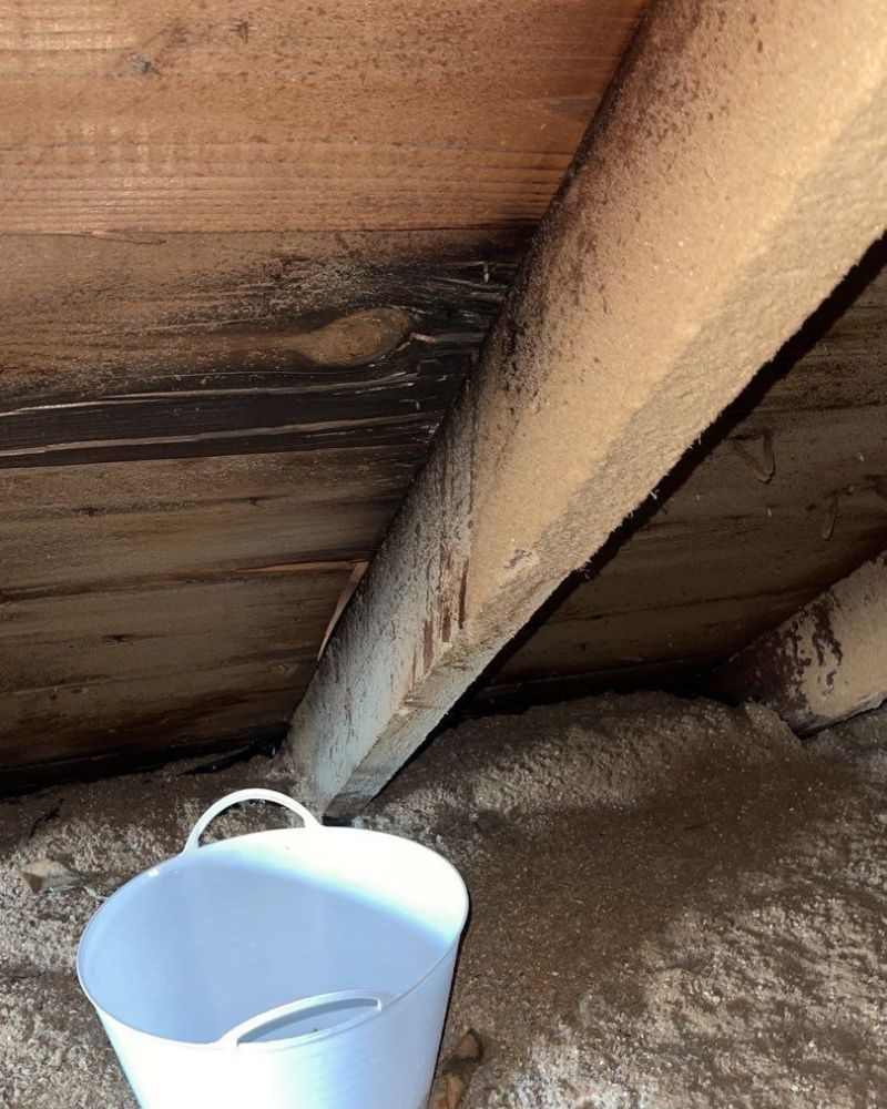 A white bucket sits in an attic next to a wooden rafter showing signs of dark mold or staining on the roof sheathing.