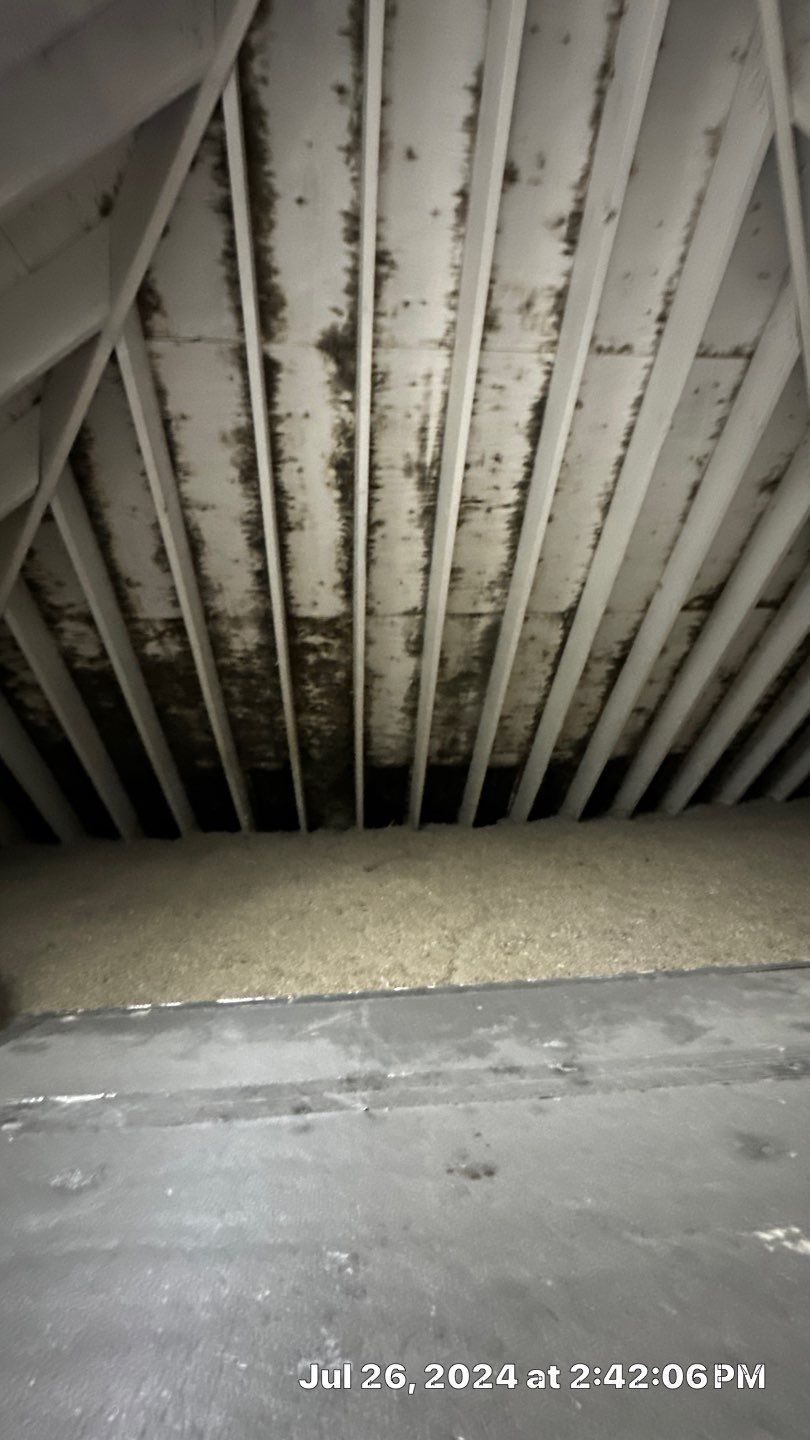 Dark mold on underside of a wooden ceiling with wooden beams. Below, a pile of light-colored material fills the space.
