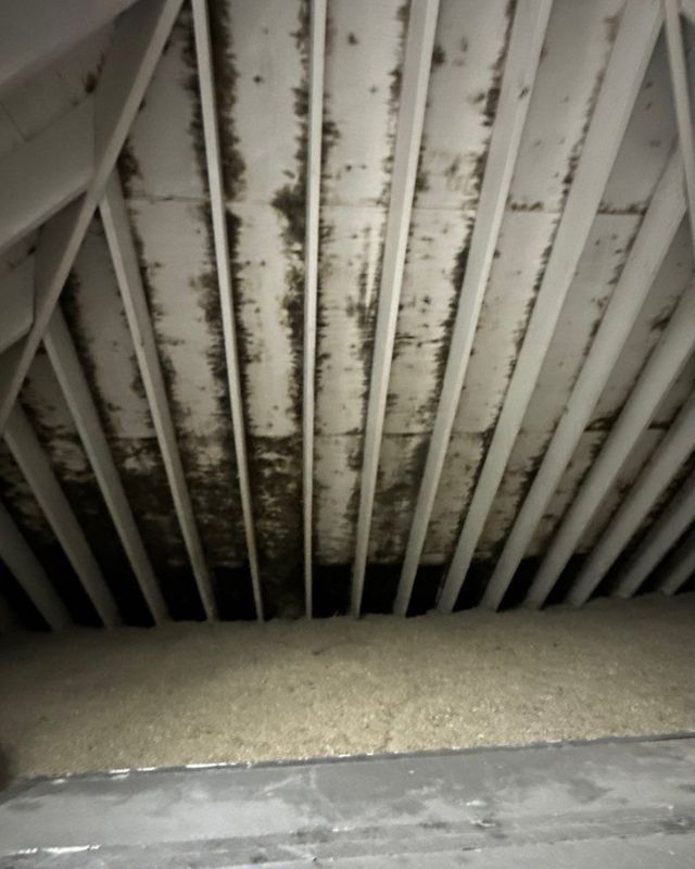 Mold growth on a white ceiling with beams. A layer of insulation is visible below.