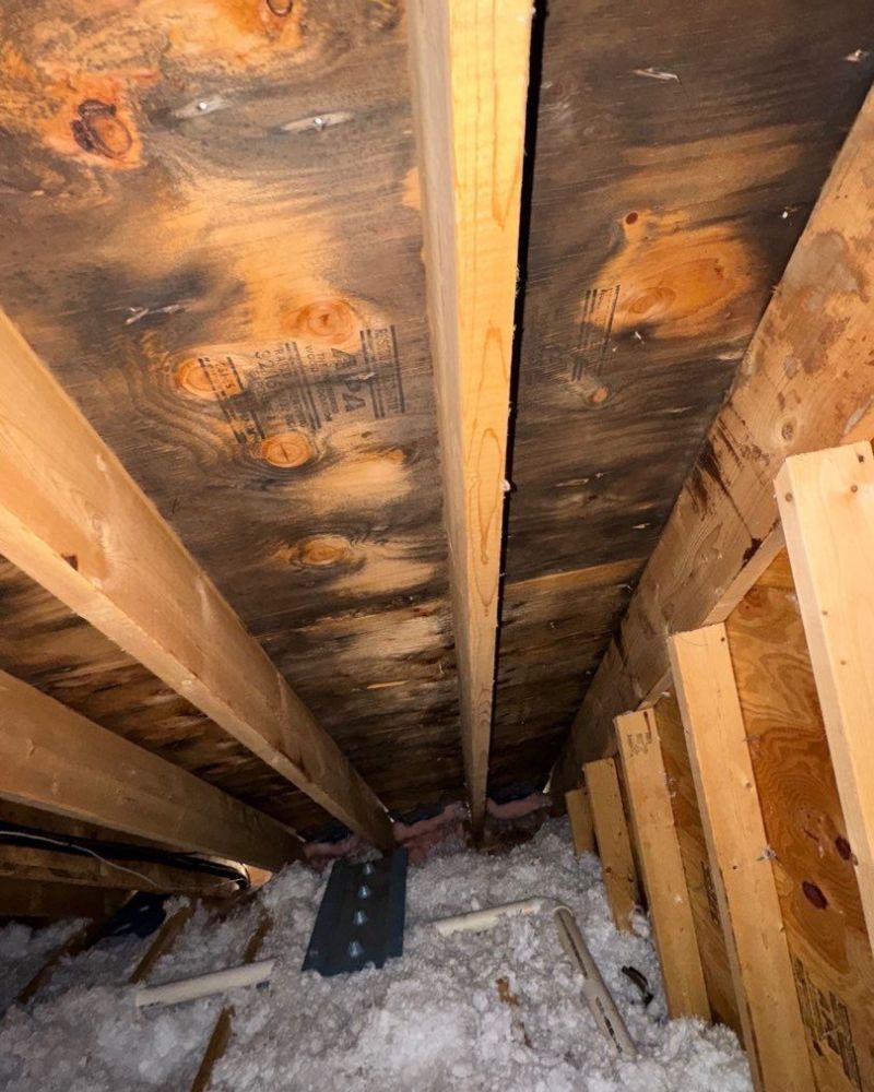 Black mold on plywood roof sheathing in an attic. Wooden beams and insulation are visible.