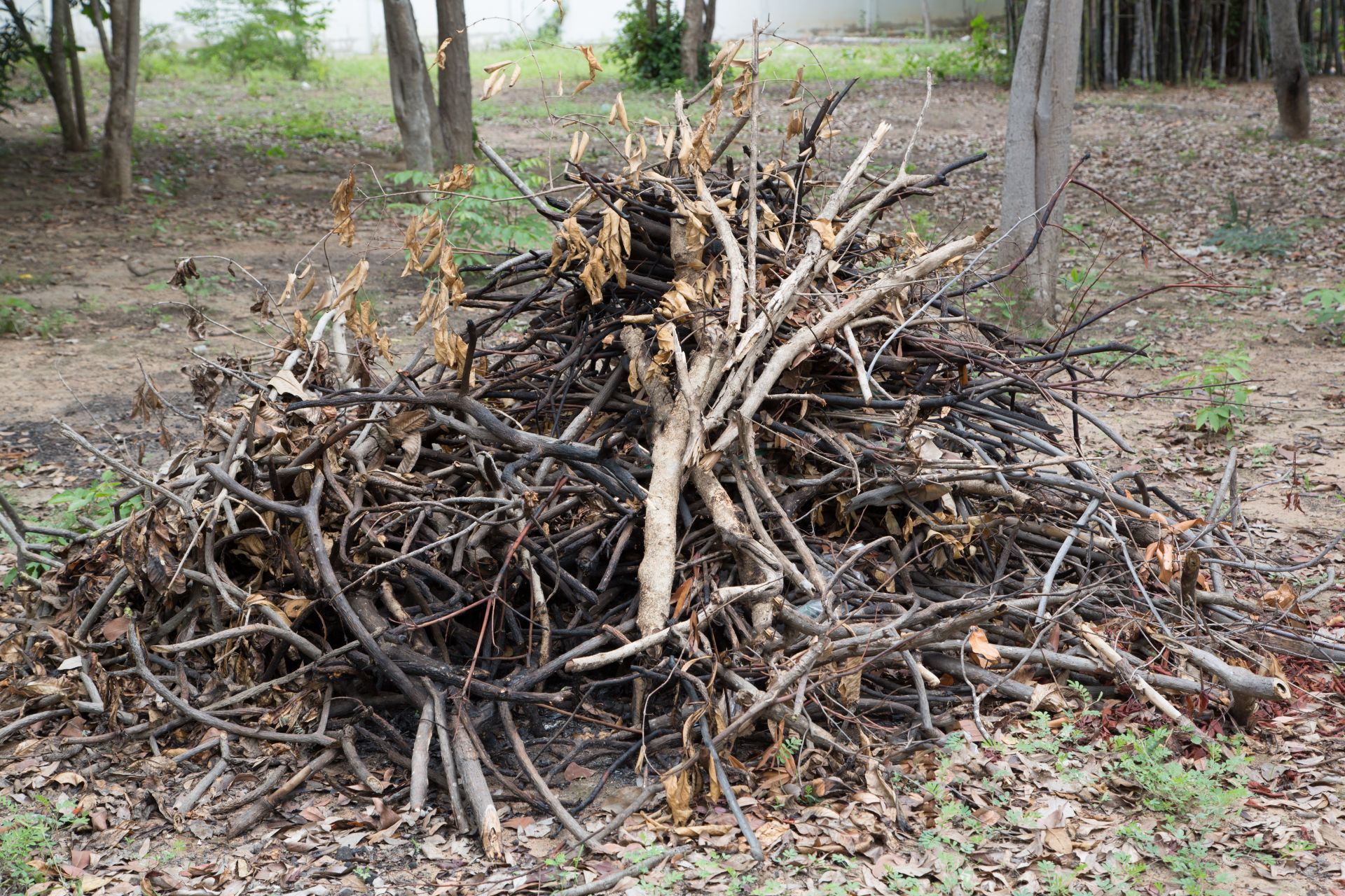 Pile of dry branches and twigs stacked on the ground in a wooded area.
