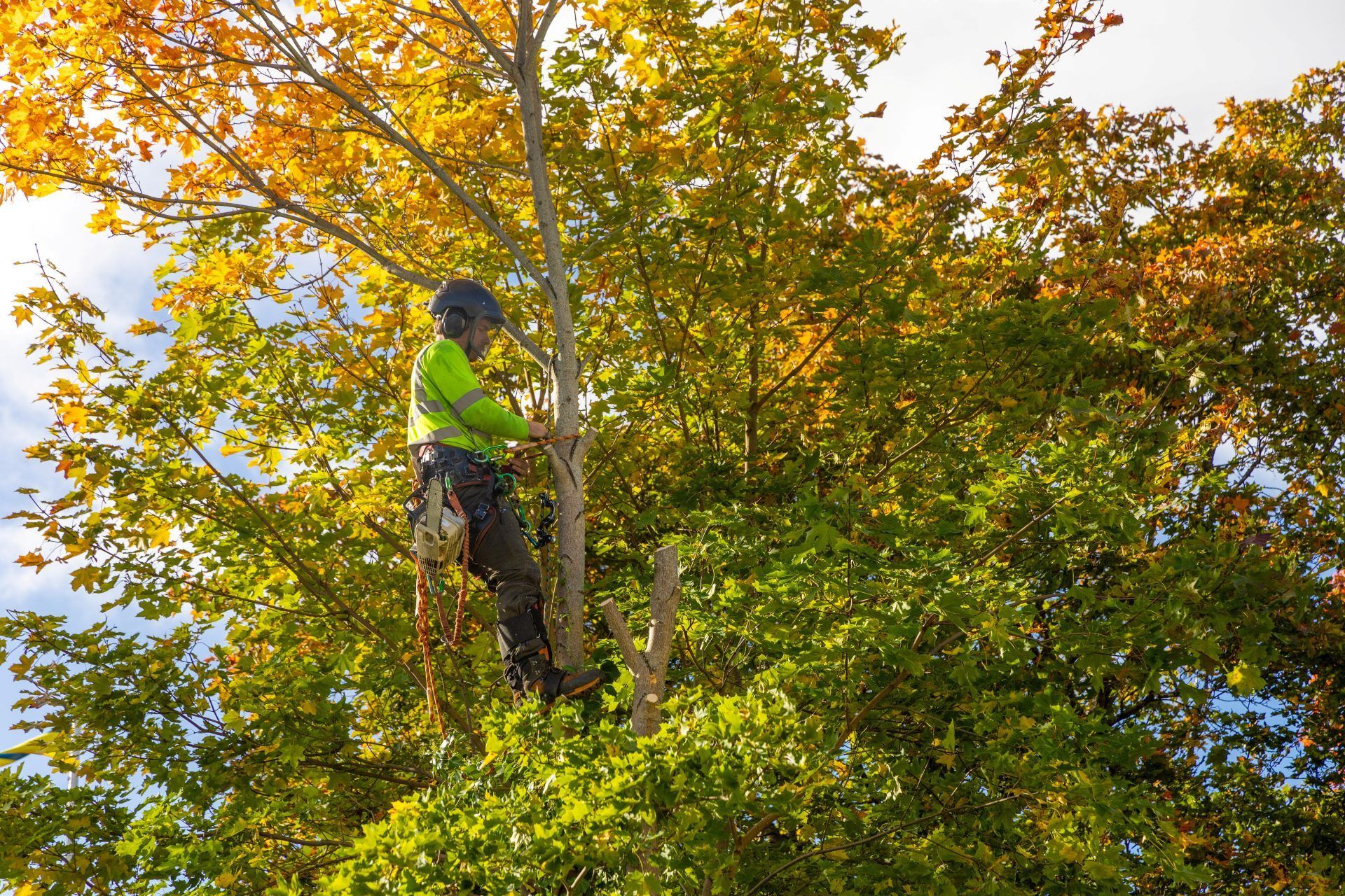 Person in a neon vest and helmet climbing a tree in a leafy autumn canopy