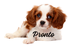Meet Pronto, our brand ambassador & Your Companion & Guide