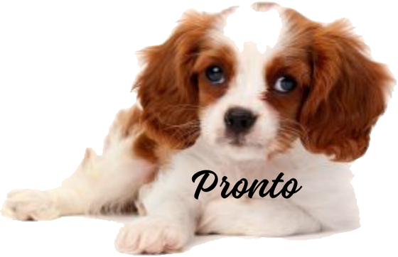 Pronto, a Cavalier King Charles Spaniel, lying down with his name on his side
