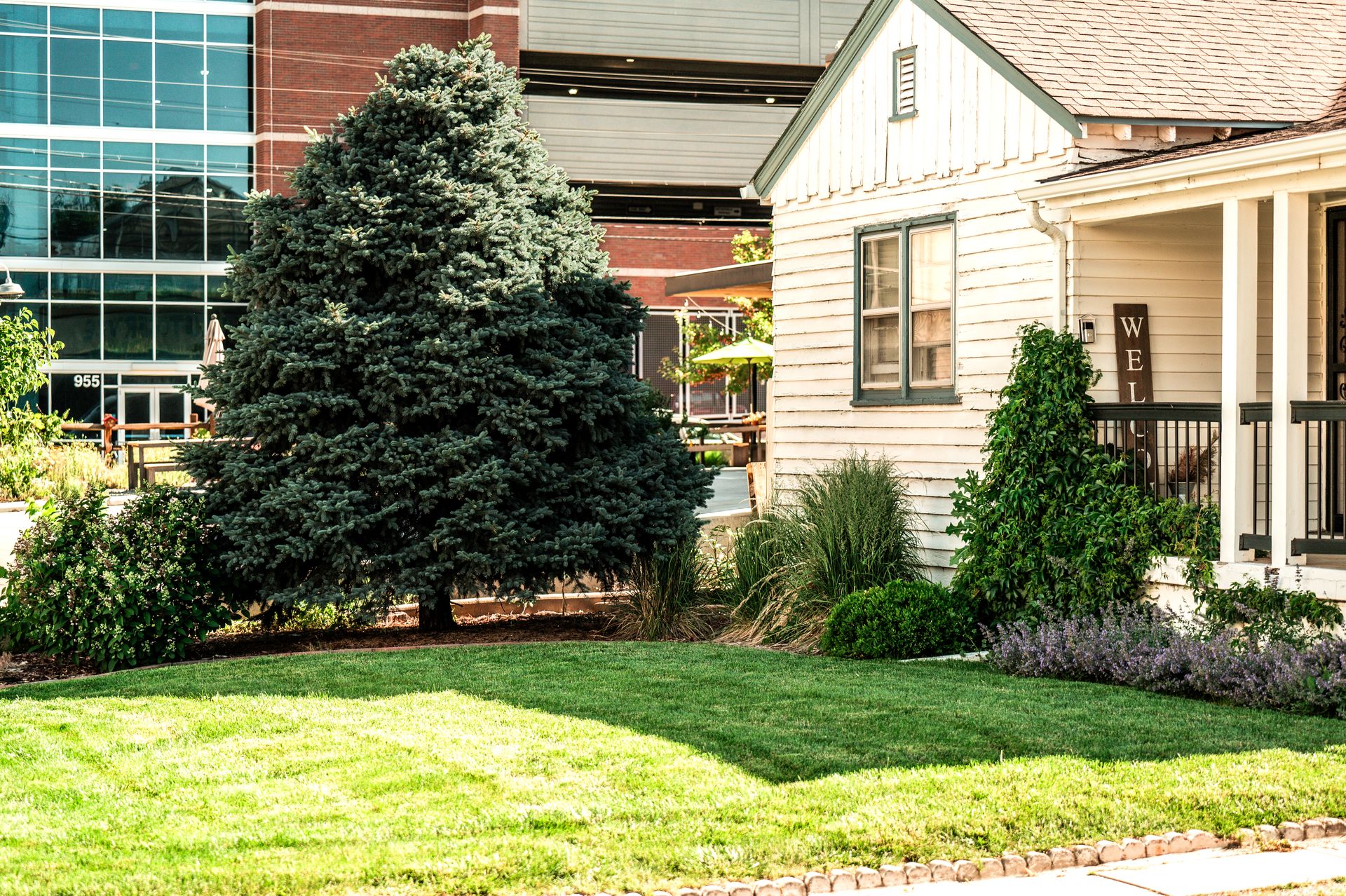 Professional lawn maintenance service in south Denver metro by Halftime Help