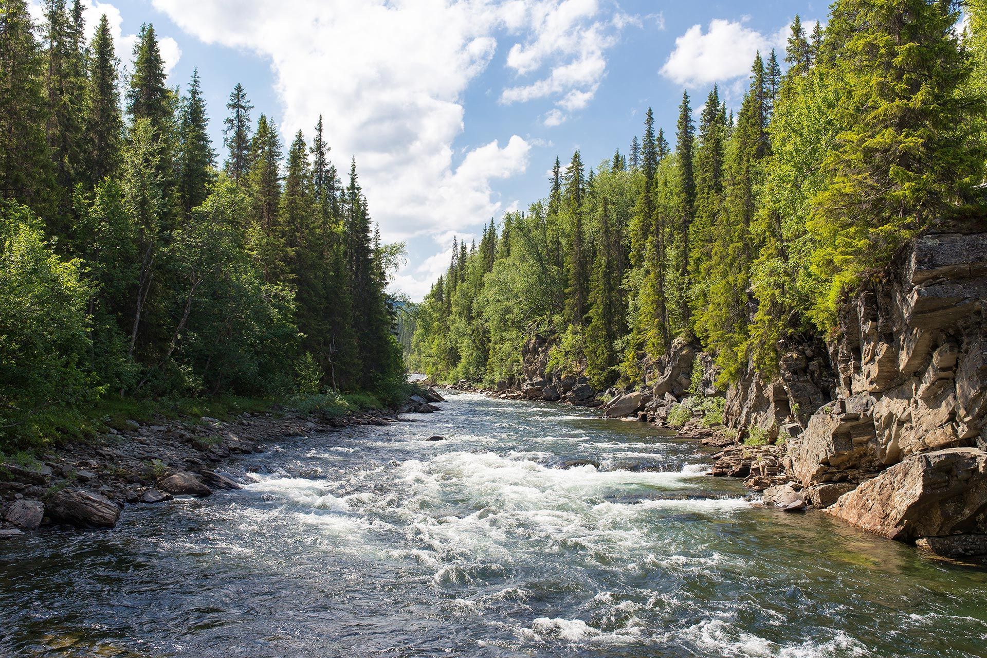 Mountain river rushing through a forested canyon under a partly cloudy sky