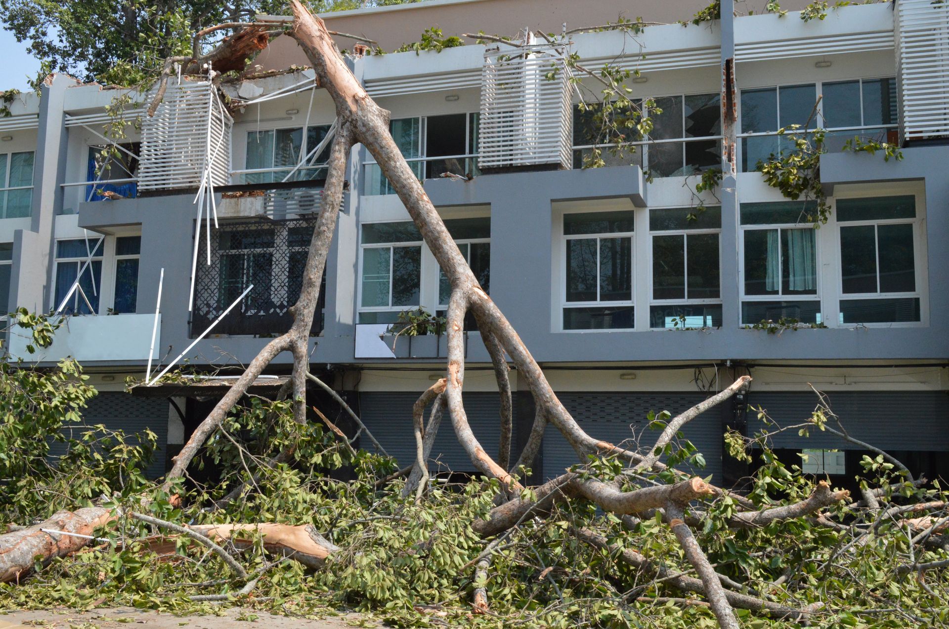 Fallen tree trunks and branches in front of a modern building with many windows Fallen tree trunks and branches in front of a modern building with many windows