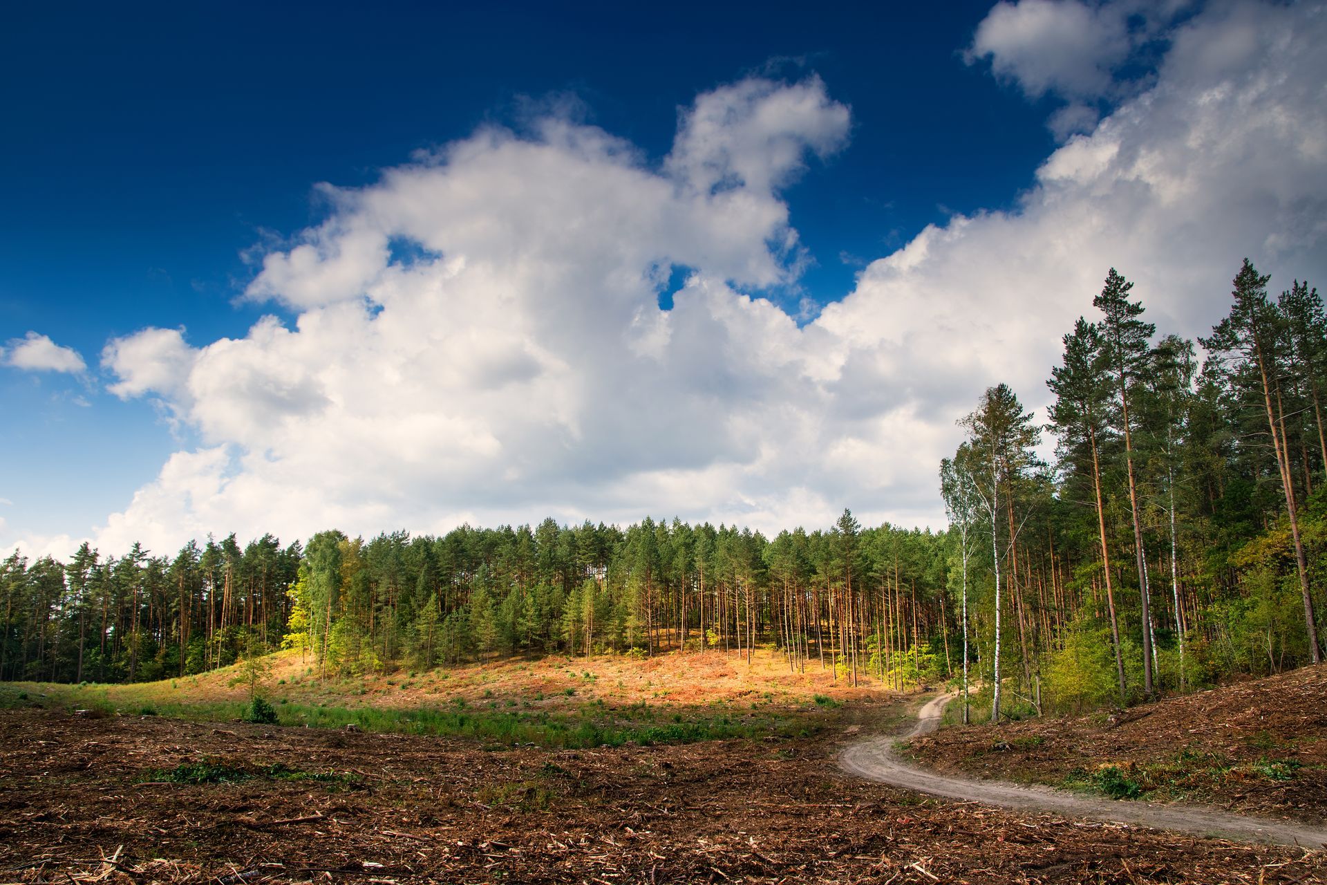 Grassy field bordered by pine trees under a bright blue sky with large white clouds Grassy field bordered by pine trees under a bright blue sky with large white clouds