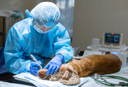  Vet taking care of  Dog in Pueblo, CO