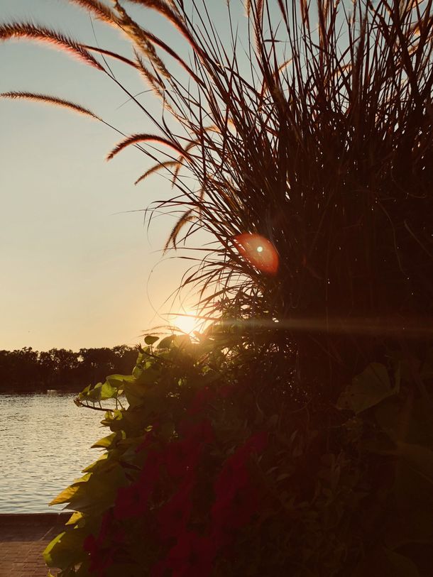 Sunset over a lake with silhouetted grasses and bright sun reflections on the water