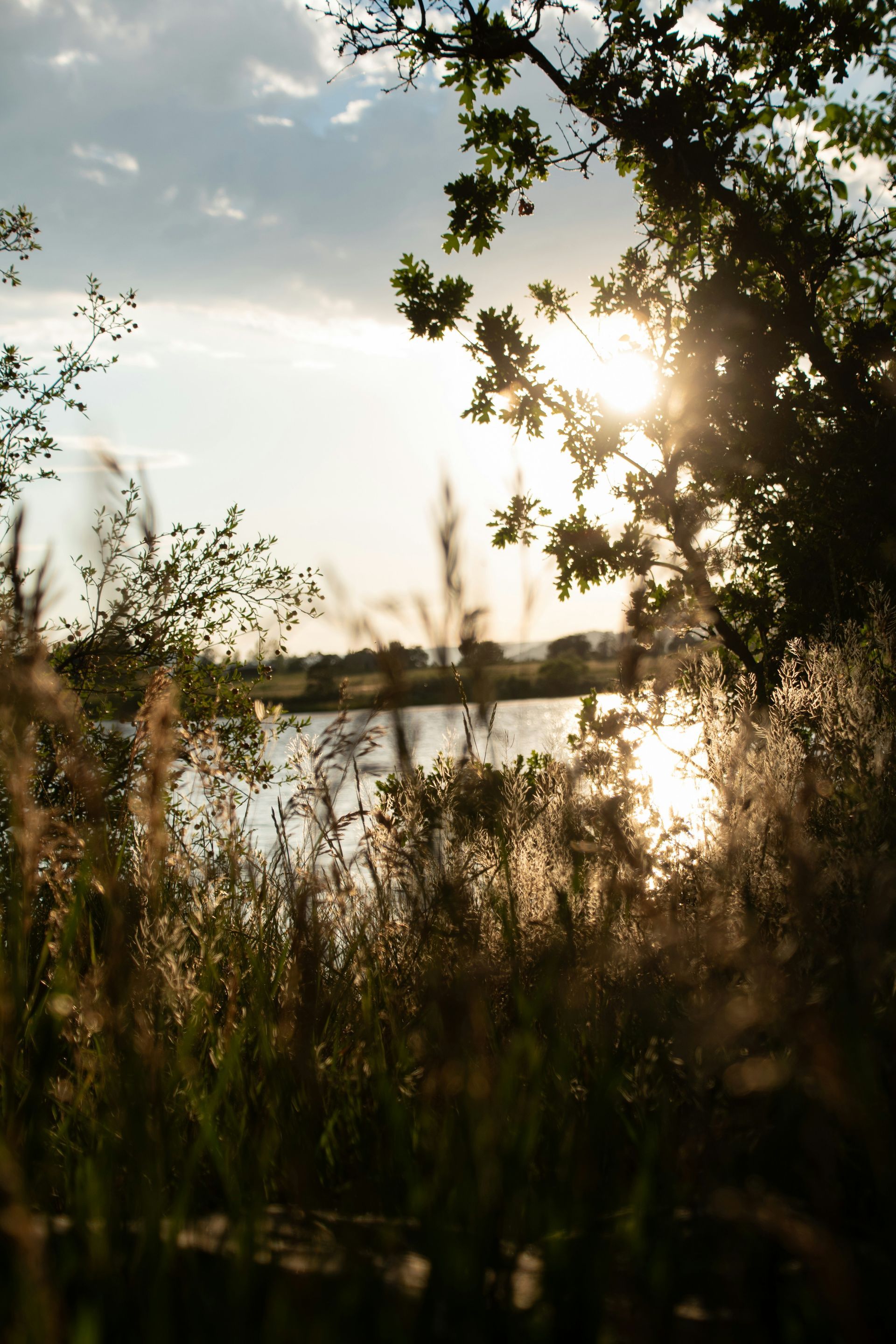 Sunlight shining over a calm lake through tall grasses and tree branches at sunset