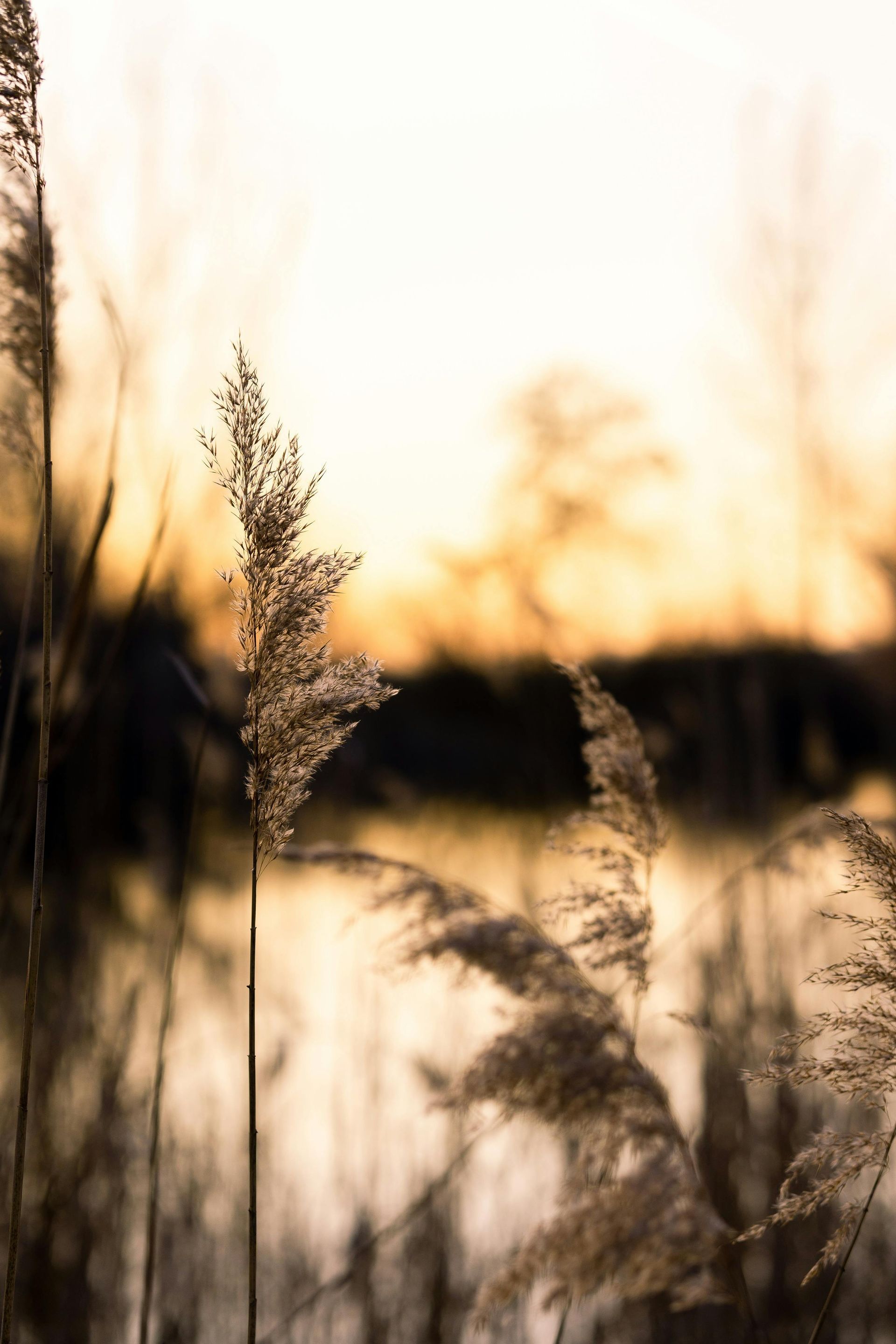 Tall grasses silhouetted against a warm sunset sky.