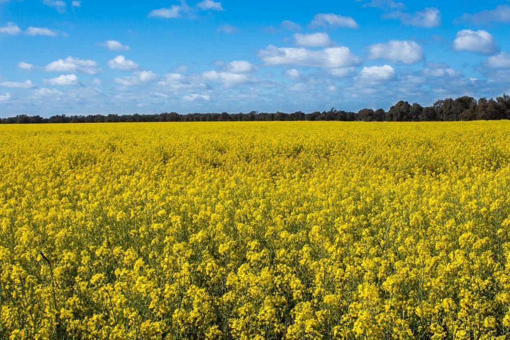 Field of Yellow Flowers Under a Blue Sky With Scattered Clouds — Pure Plumbing & Electrical in Narromine, NSW