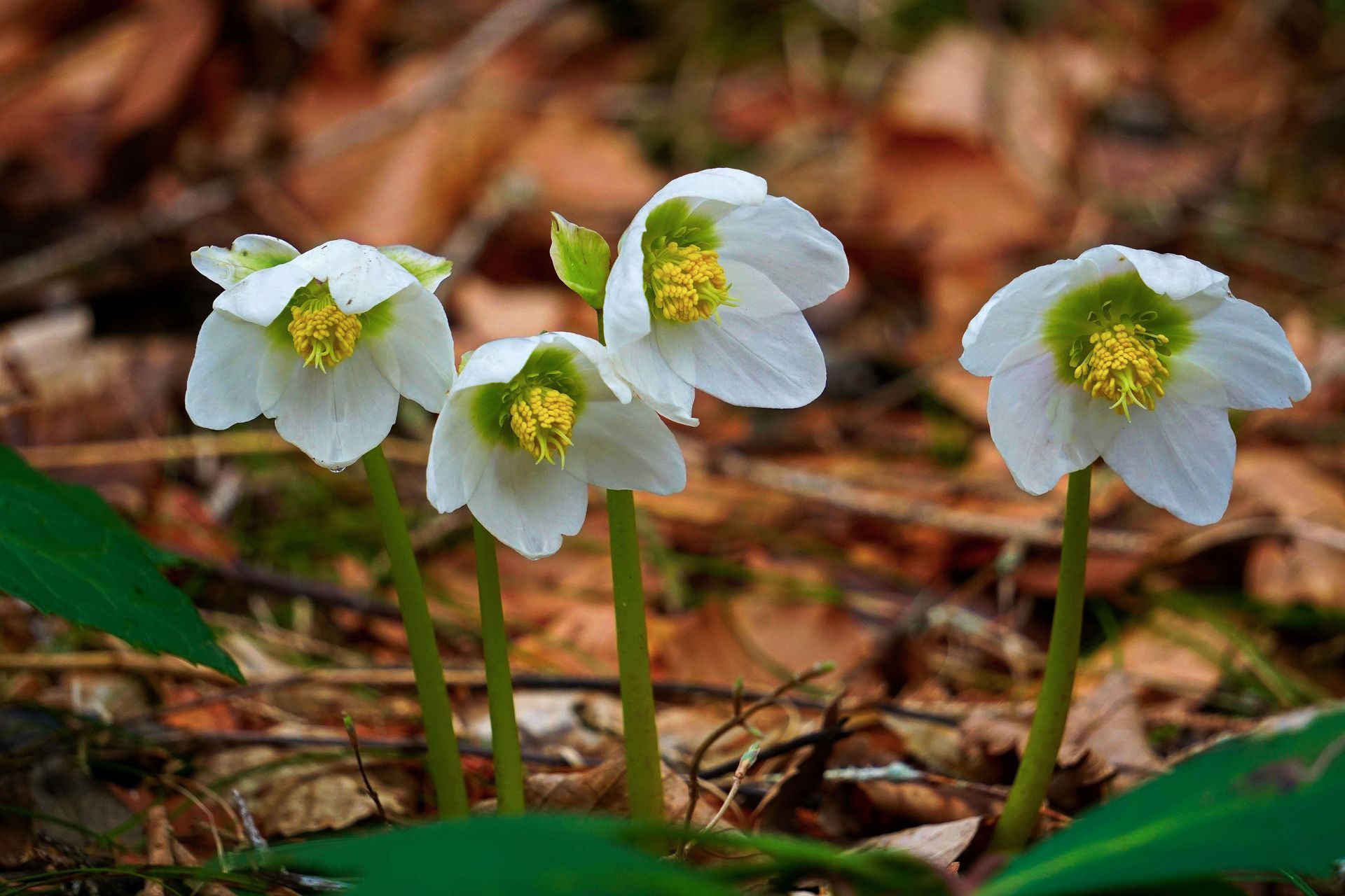 Drei weiße Wildblumen mit gelben Zentren blühen zwischen braunen Blättern und grünen Stängeln.