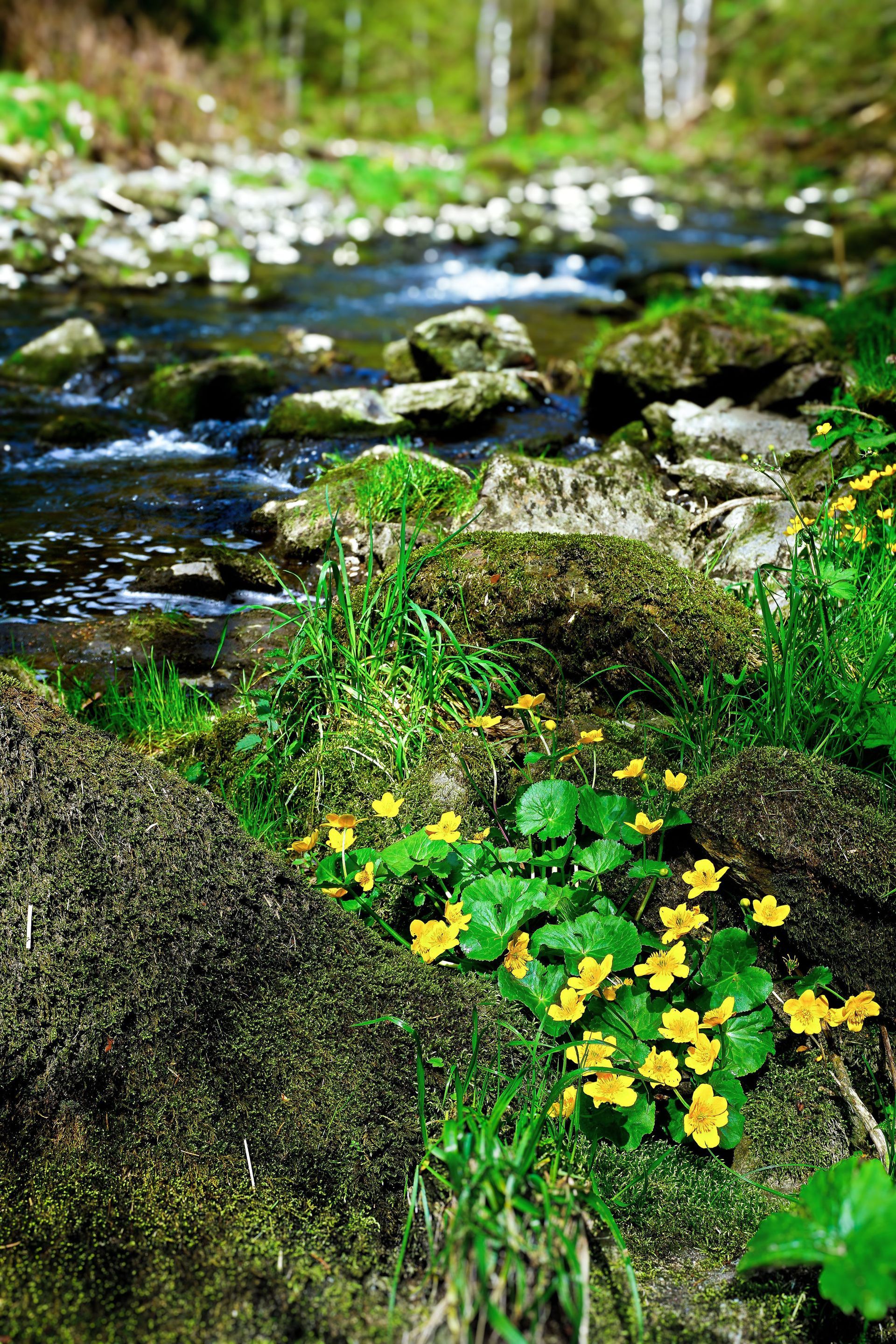 Moosbewachsenes Bachufer mit gelben Wildblumen und grünen Pflanzen neben fließendem Wasser.