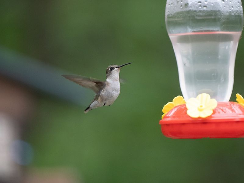 Hummingbird in mid-flight approaching a red hummingbird feeder filled with clear liquid. Green background.