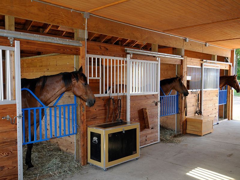 Horses in stalls with blue bars and open doors in a wooden barn.