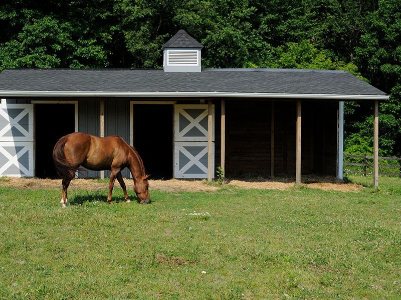 Brown horse grazing in a grassy field in front of a gray stable with open doors.