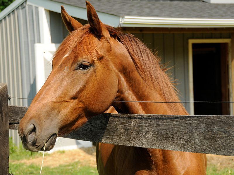 Chestnut horse head resting on a wooden fence near a barn.