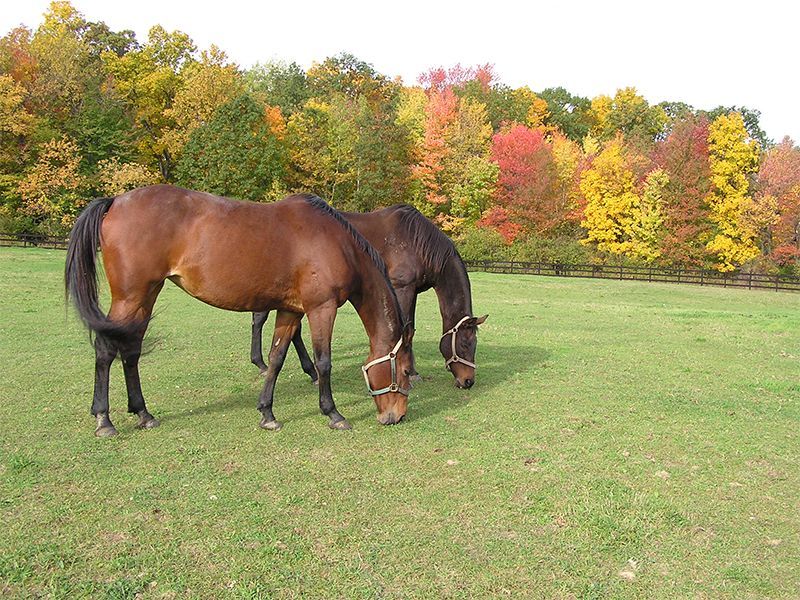 Two brown horses grazing in a green pasture, colorful autumn trees in the background.
