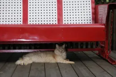 Cat resting under a red porch swing with a white perforated back.