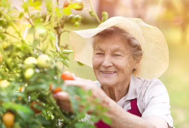 Woman in straw hat smiles while harvesting tomatoes in a garden.
