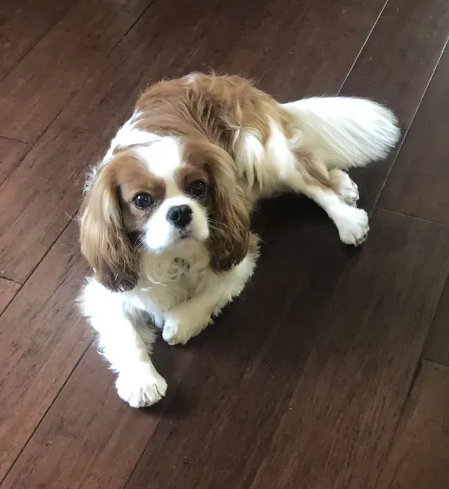 Cavalier King Charles Spaniel, brown and white, lying on a dark wood floor, looking at the camera.