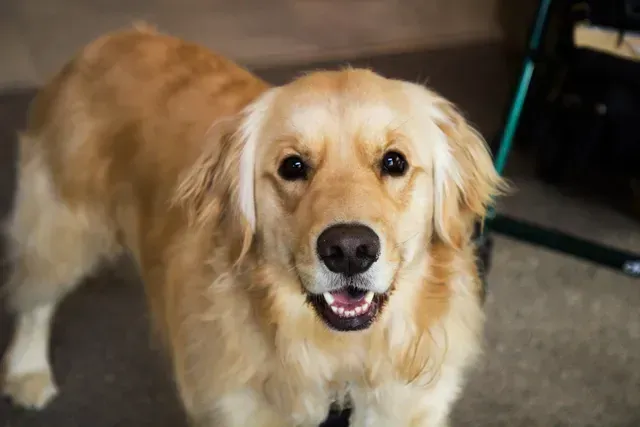 Golden retriever with a happy expression, tan fur, black nose, standing indoors.