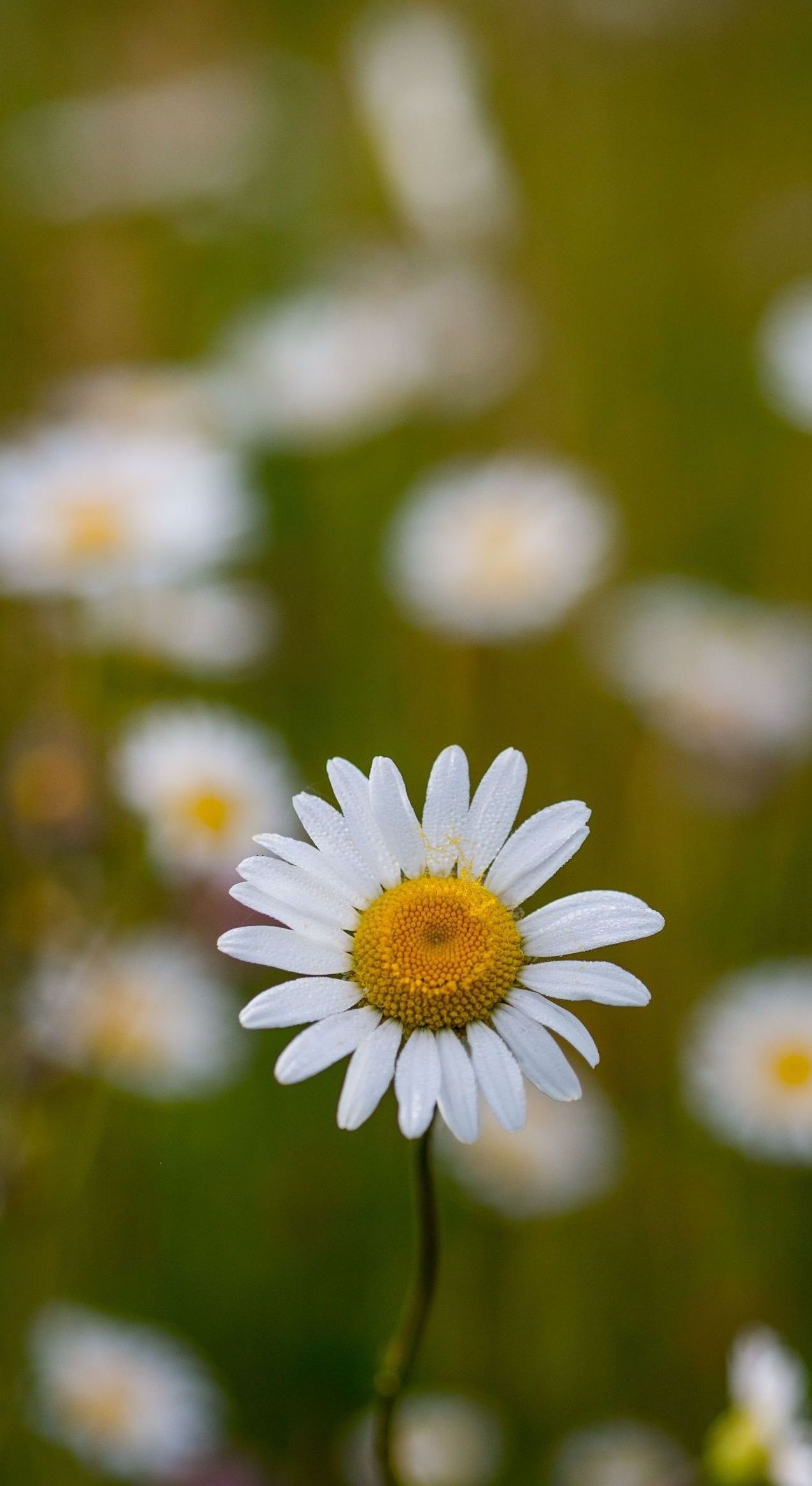 daisy