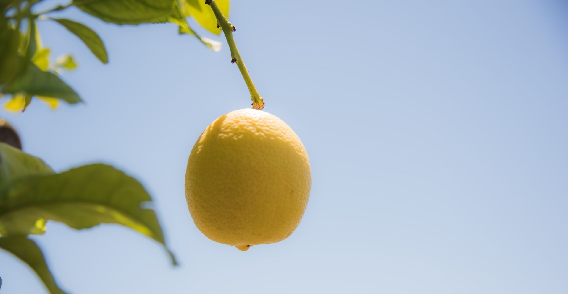 lemon tree